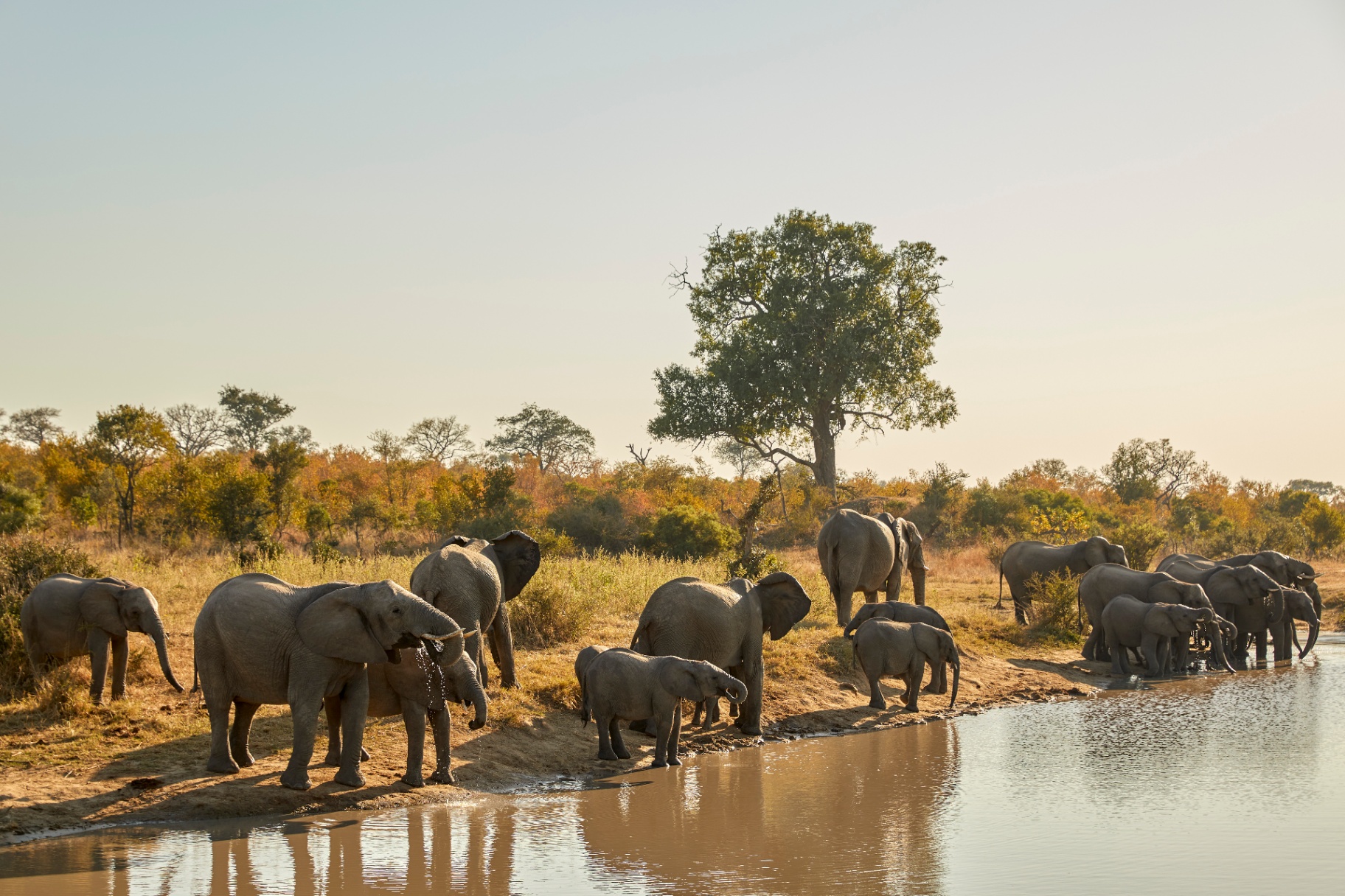 Wildlife — Elephants at Waterhole