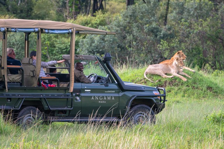 Lion Sightings
