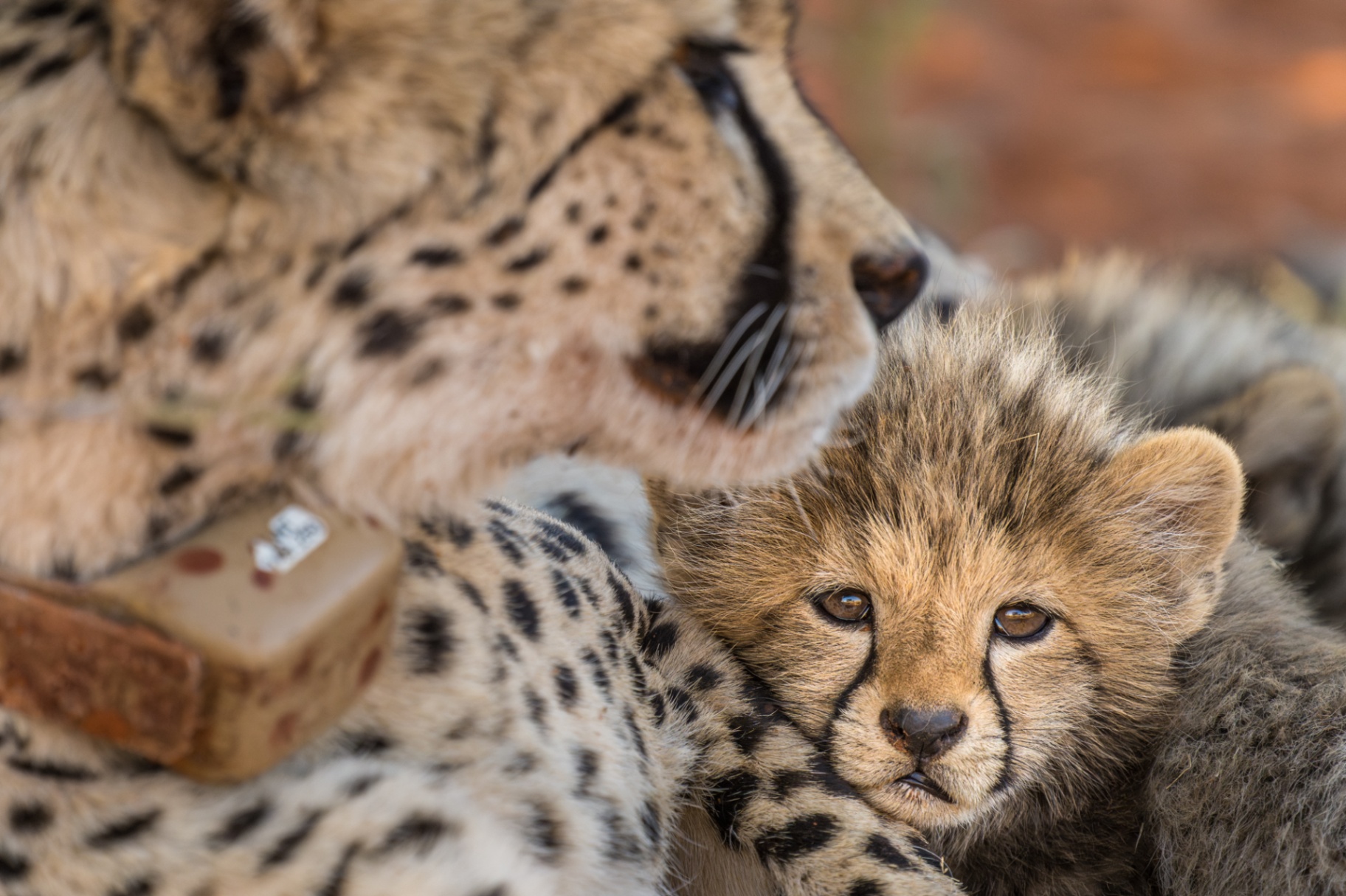 Cheetah & Cub