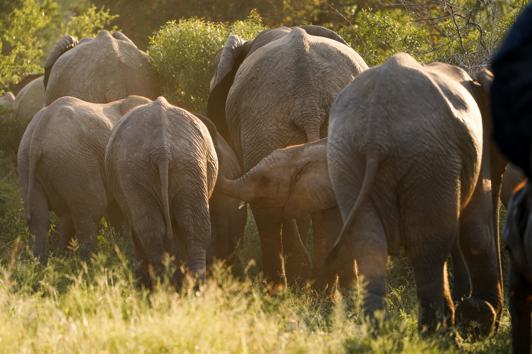 Wildlife — Elephant Herd