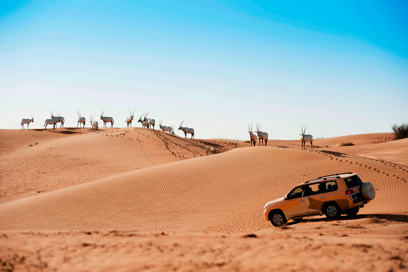 Desert Activities