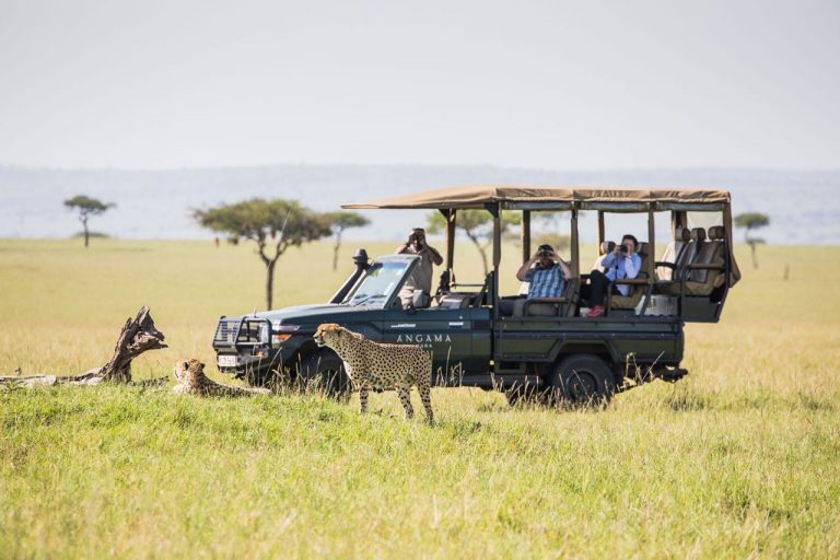Cheetah on the Plains