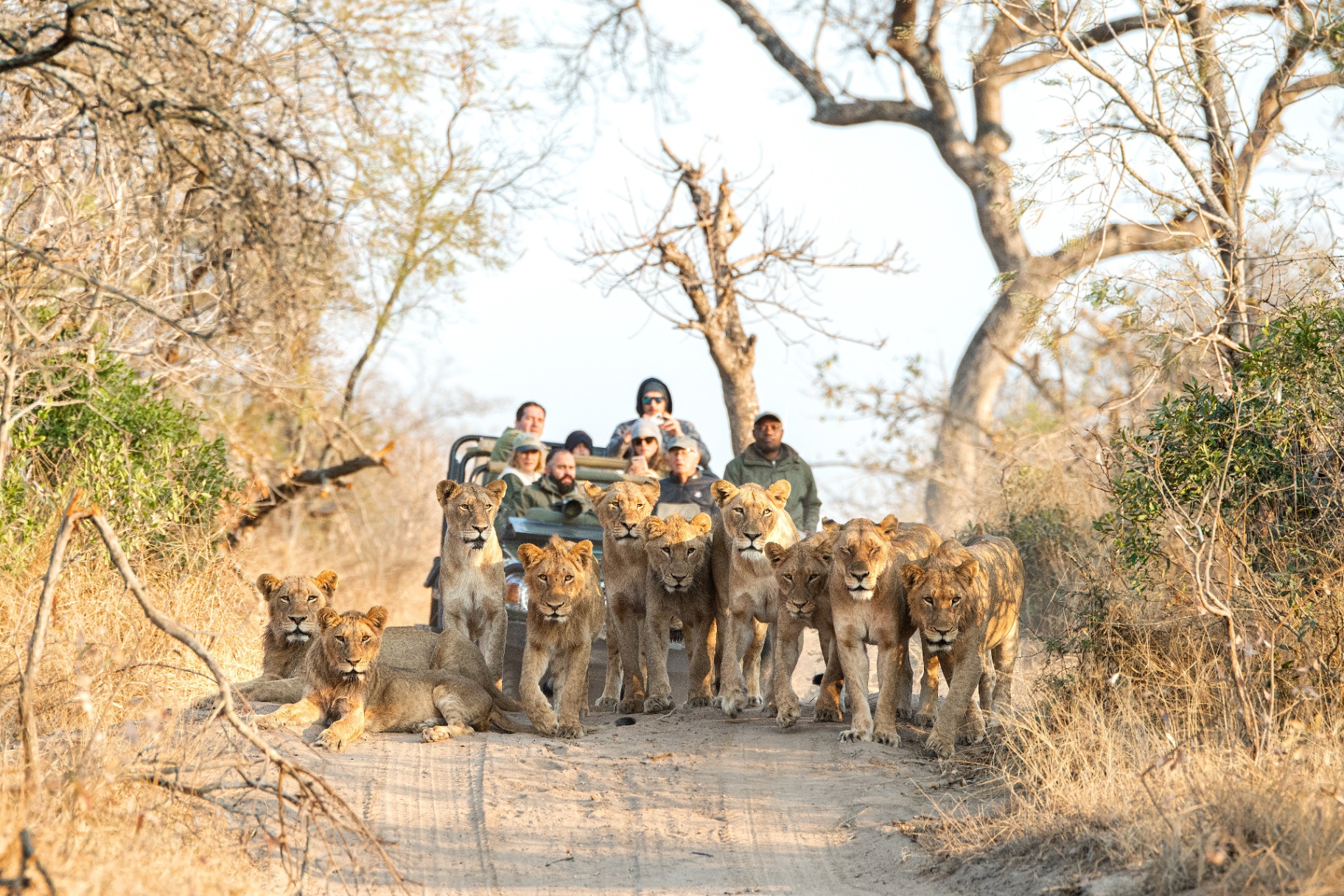 Game Drive — Lions