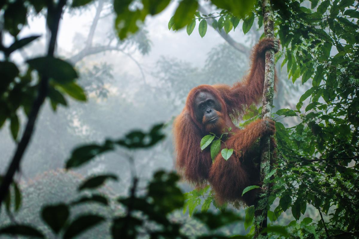 Best of Borneo: Rainforests, Wildlife & Traditions