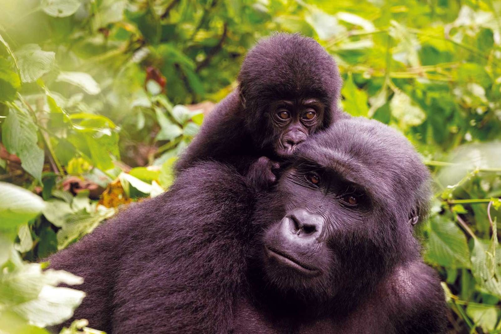 Uganda Jungle Safari: Gorilla Trekking & Wildlife