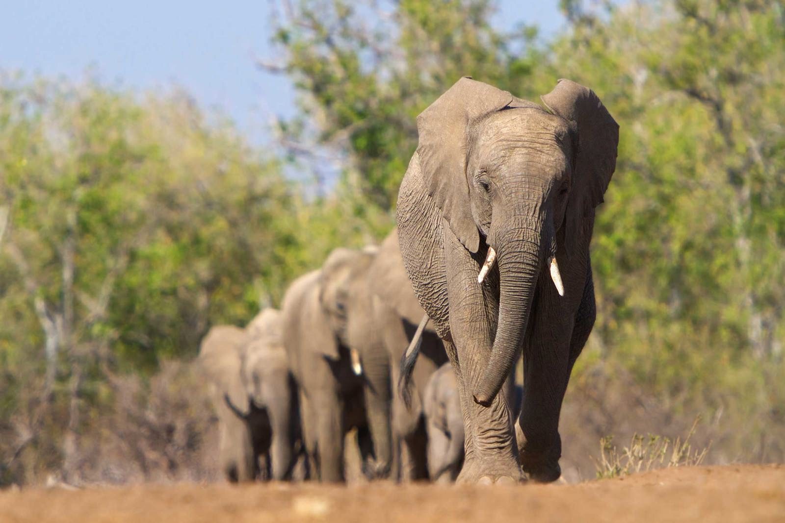Serengeti & The Great Migration Safari